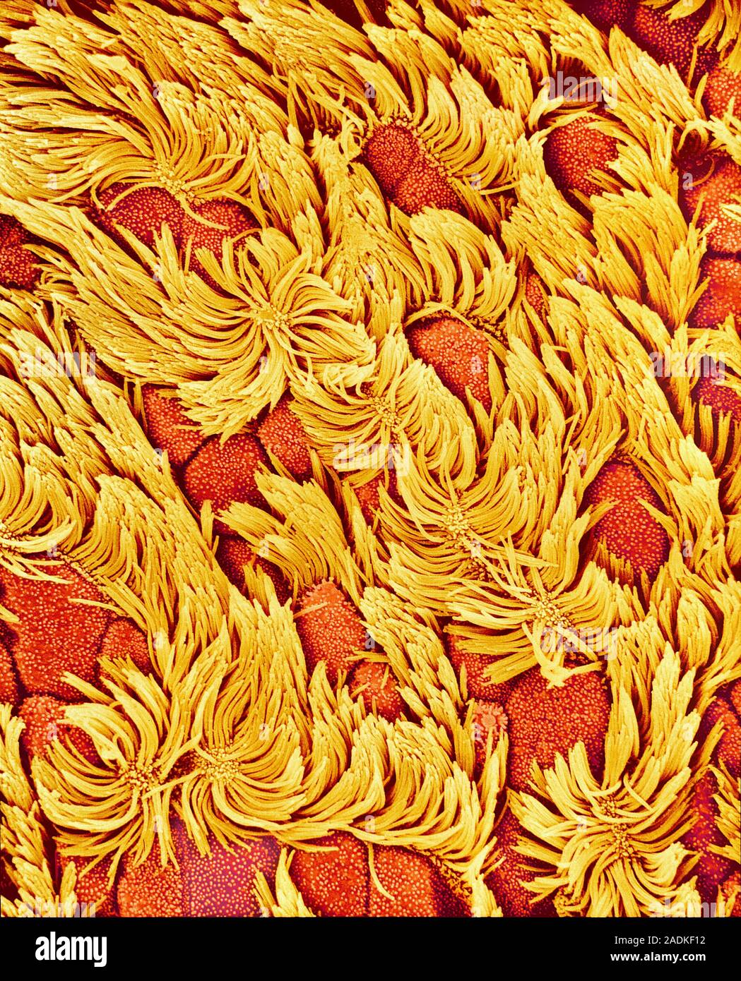 Nasal cavity. Coloured scanning electron micrograph (SEM) of the ...