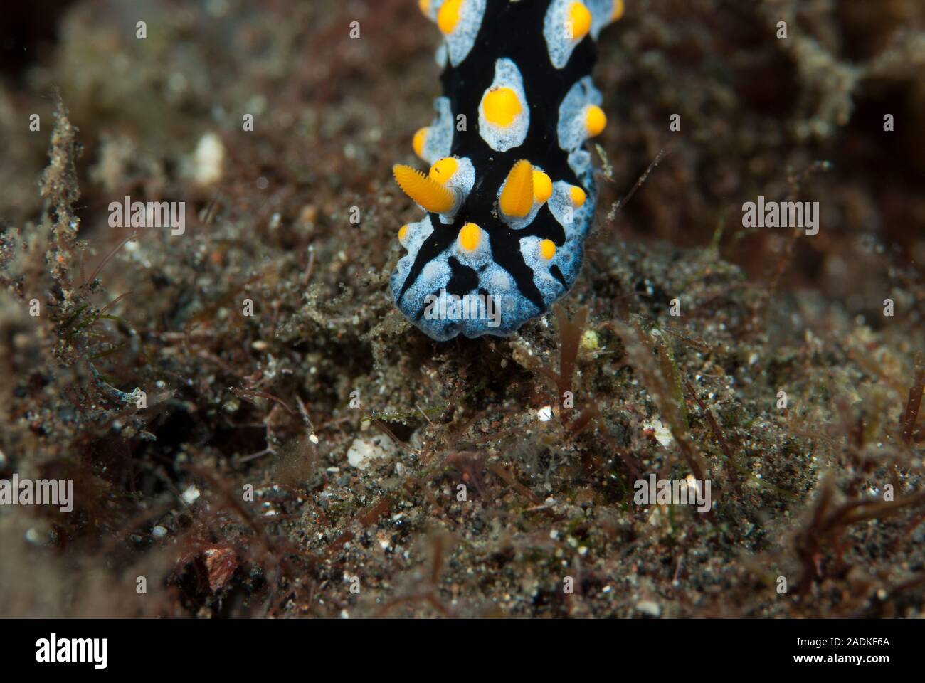 Nudibranch phyllidia coelestis hi-res stock photography and images - Alamy