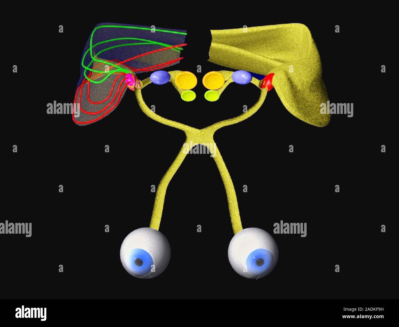 Visual pathways. Computer model of the visual pathways from the eyes ...