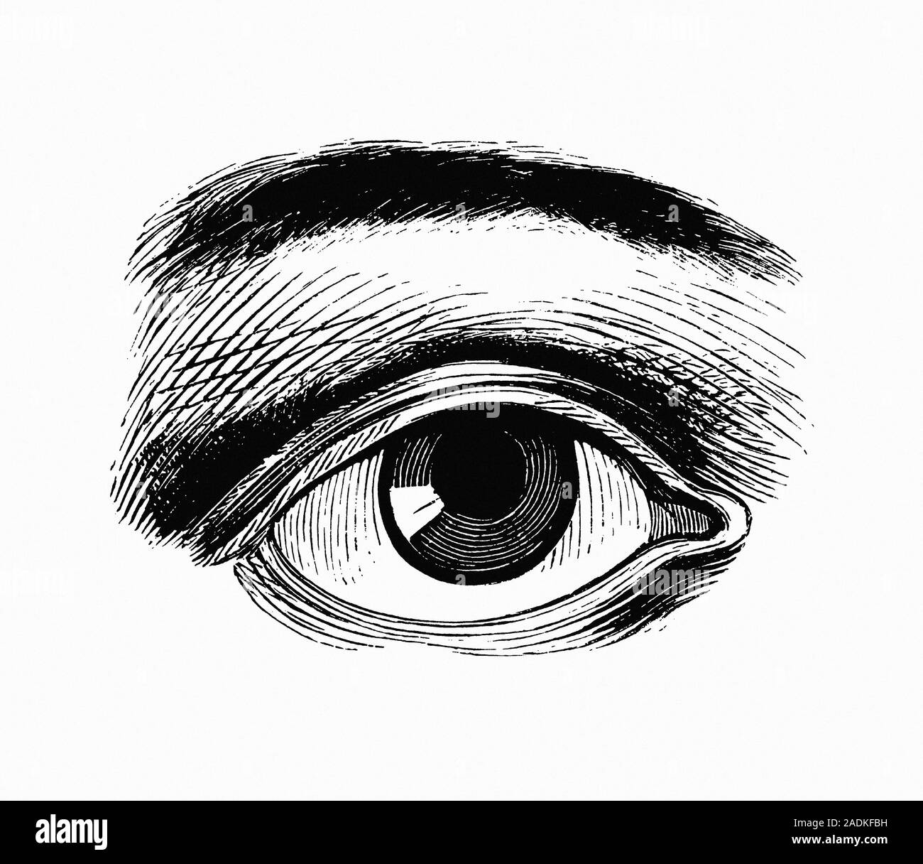 Open eye, artwork Stock Photo - Alamy