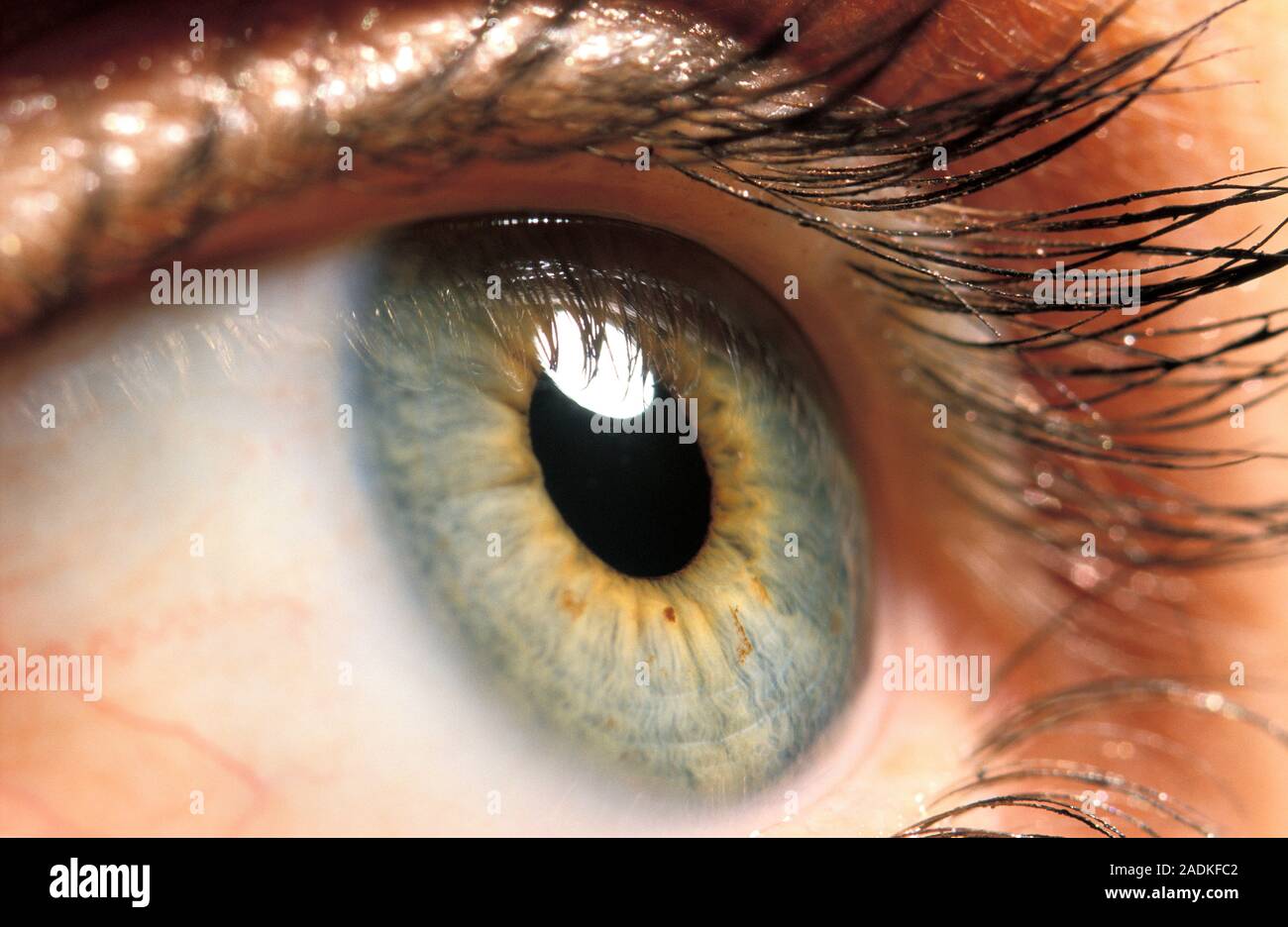 Human eye. The three visible parts of the eye are the sclera (white 