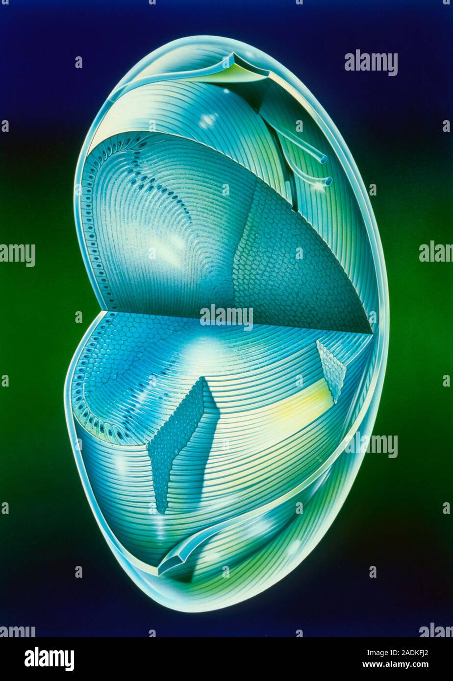 Illustration of the fine structure of the eye lens. This is the