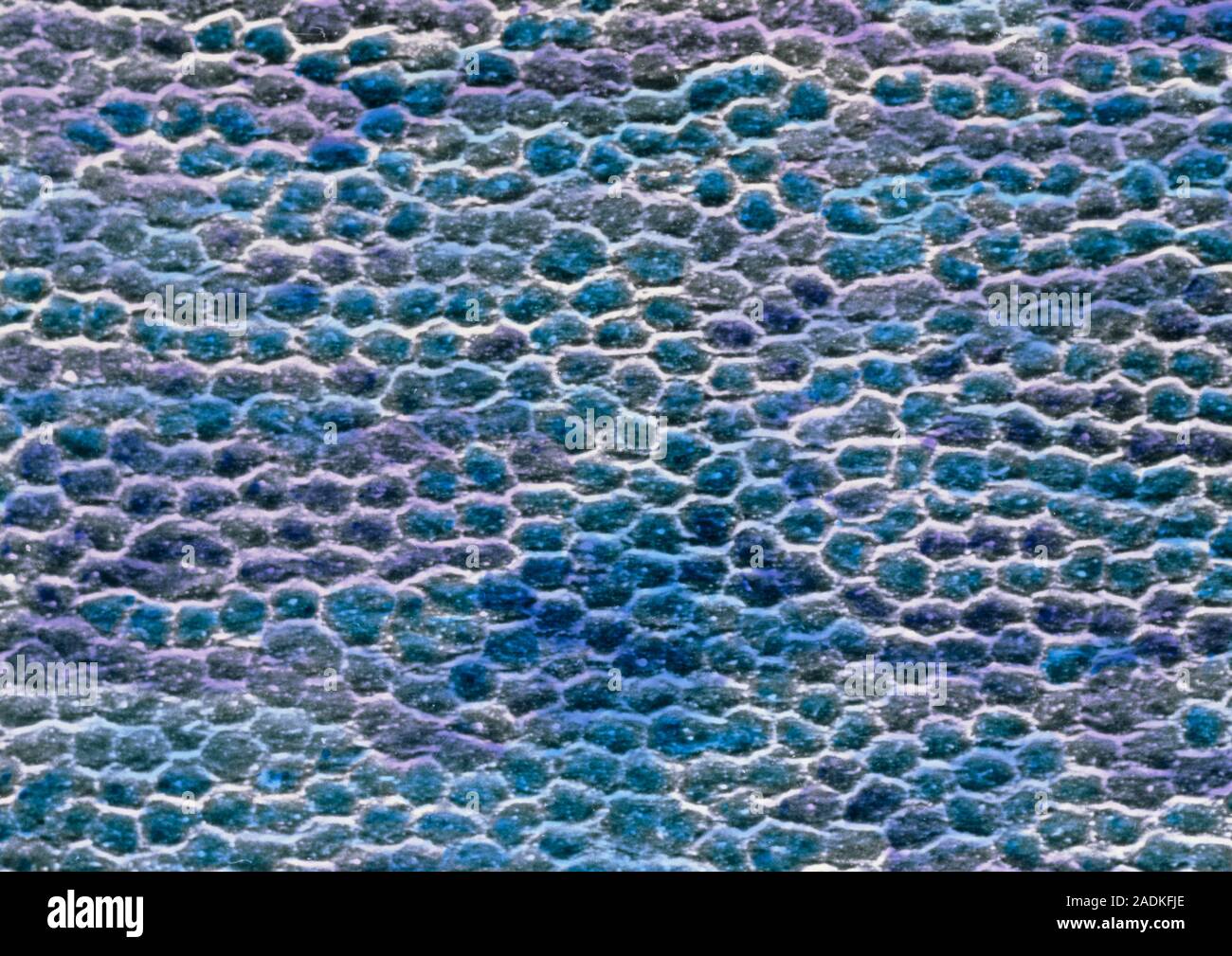 False-colour scanning electron micrograph (SEM) of the surface of the ...