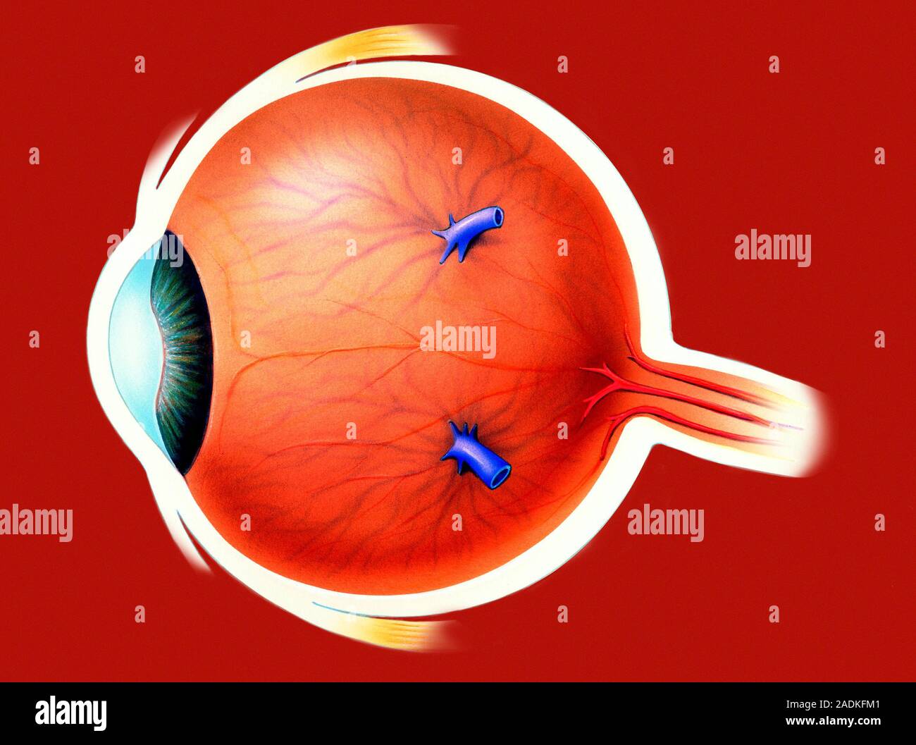Eye. Artwork of a healthy human eyeball. Light passes through the