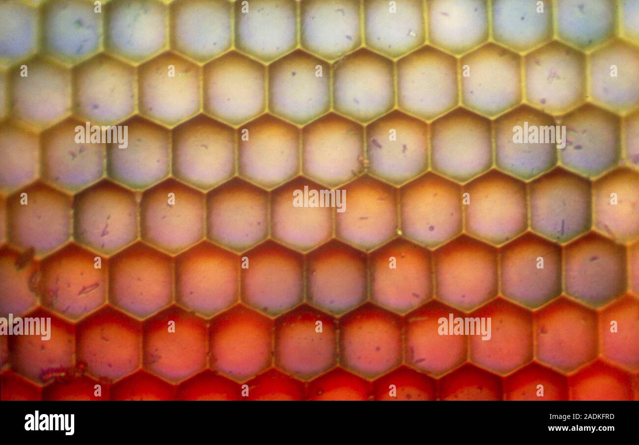 Light micrograph of hexagonal facets, called ommatidia, which form the ...