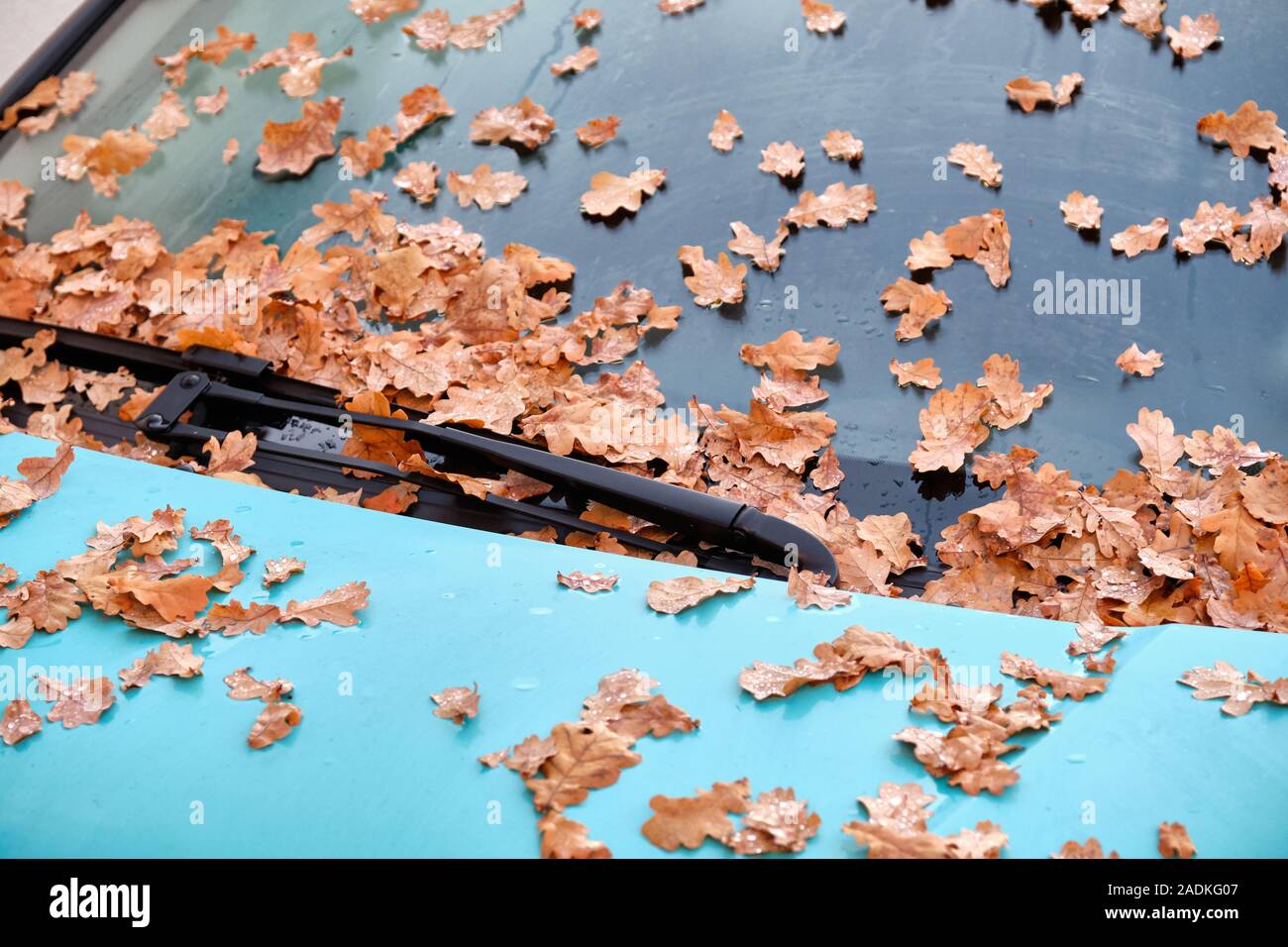 Parking Leaves High Resolution Stock Photography and Images Alamy