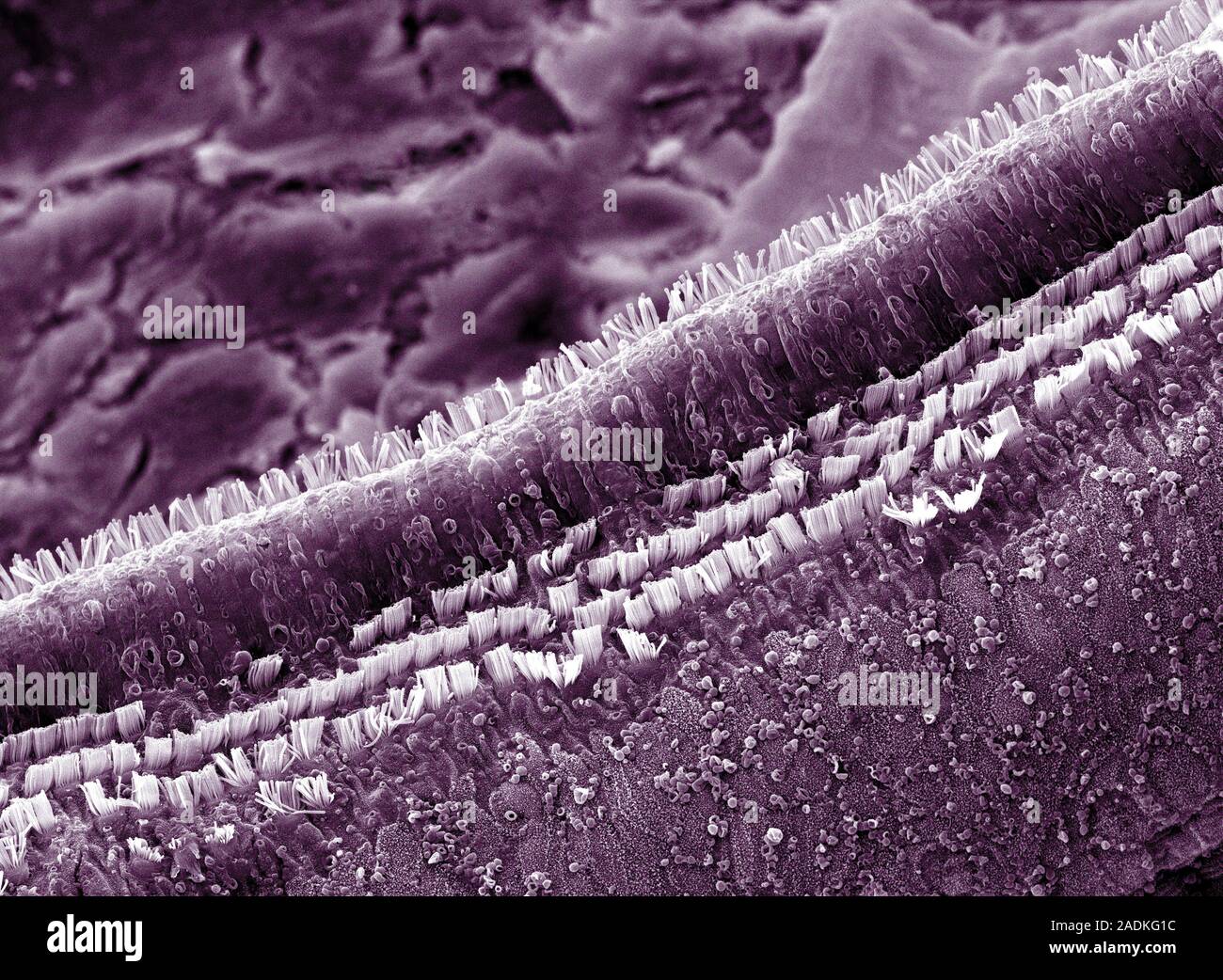 Cochlea cells. Scanning electron micrograph (SEM) of a section through