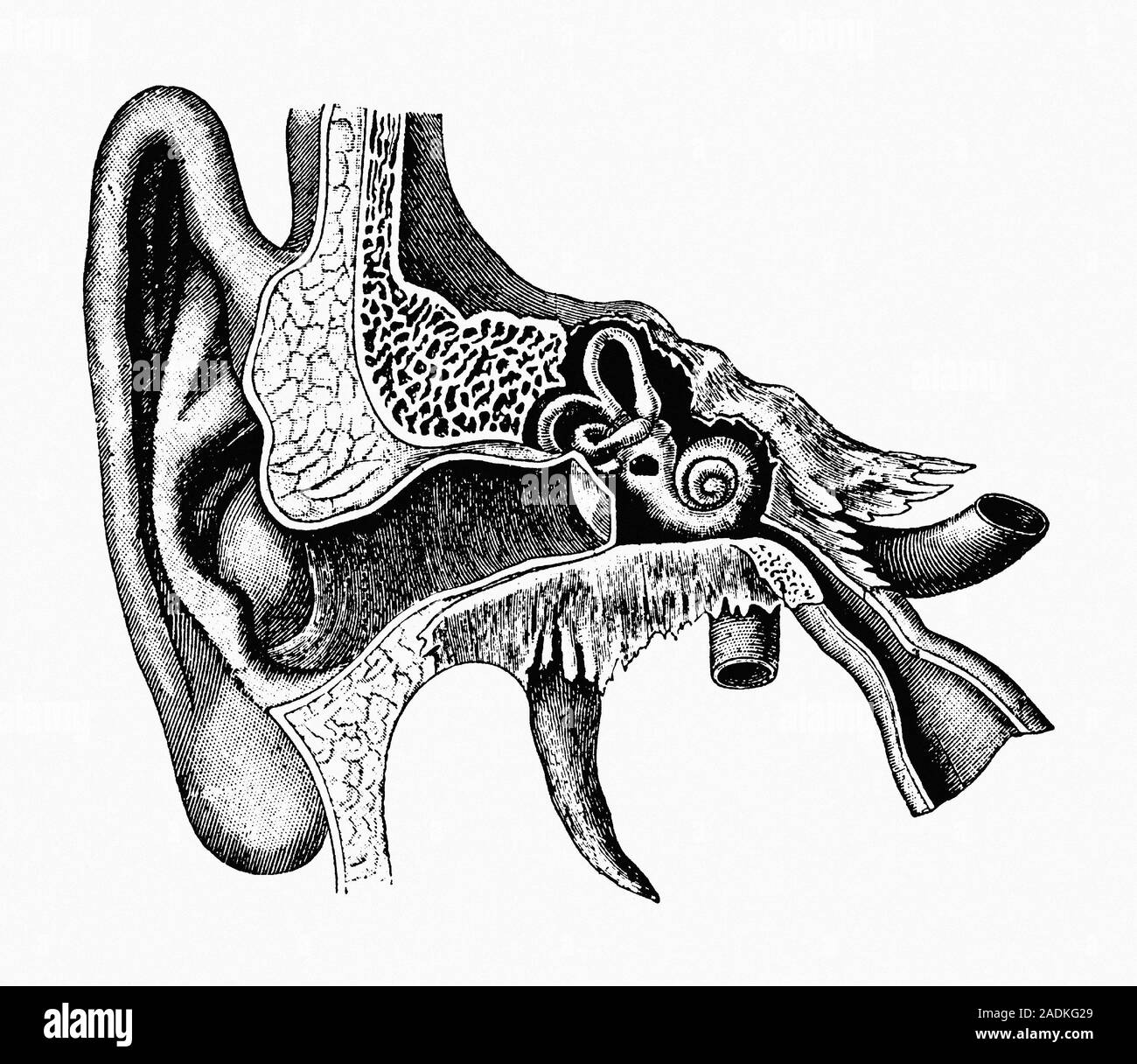 Human ear, artwork. The outer ear (left) collects sound waves as air