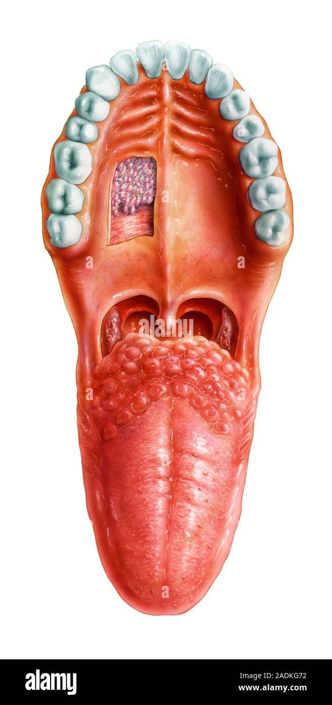 Tongue and palate. Artwork of the tongue and palate (roof of mouth). The tongue is one of the