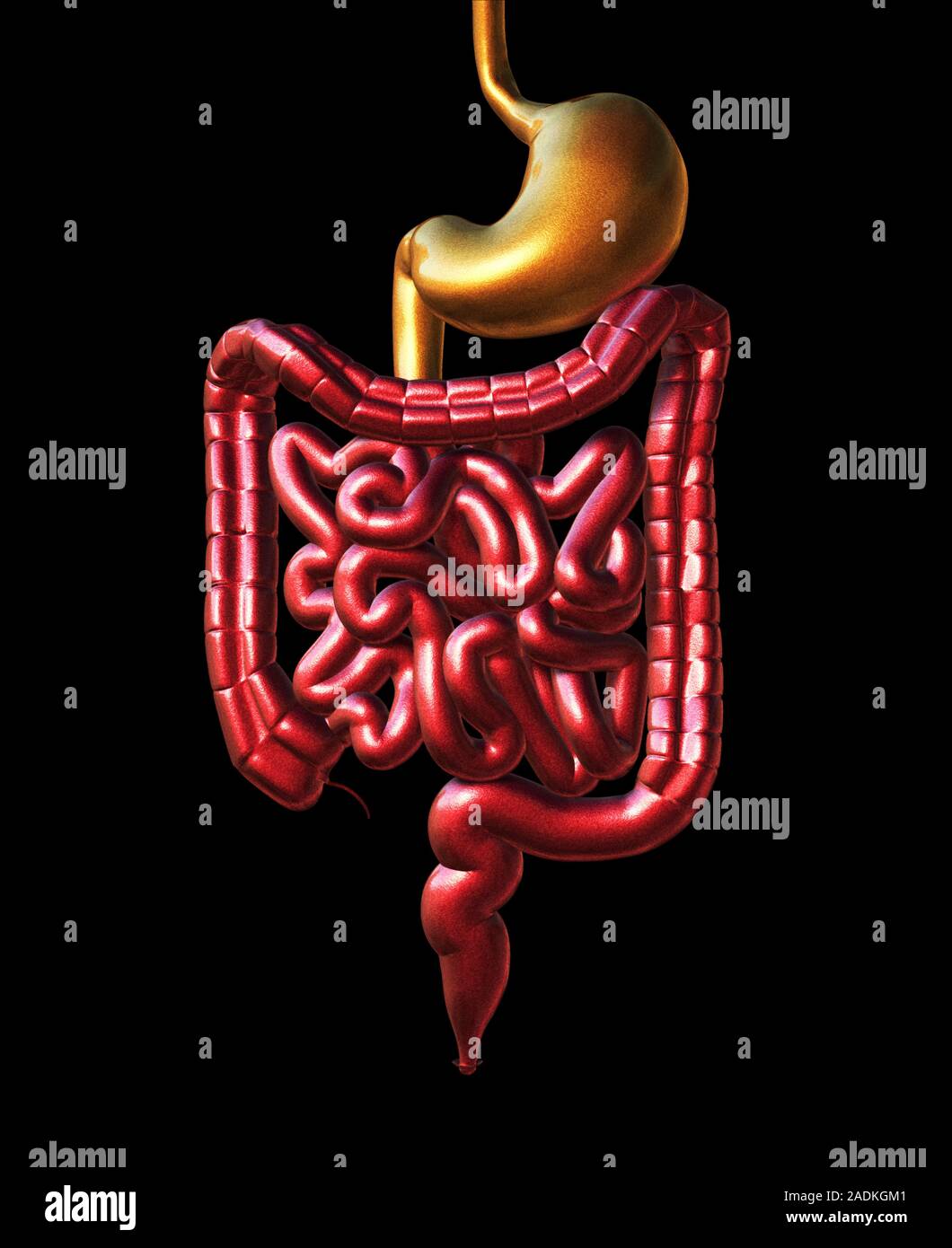 Digestive system. Computer artwork of the human digestive system. Food ...