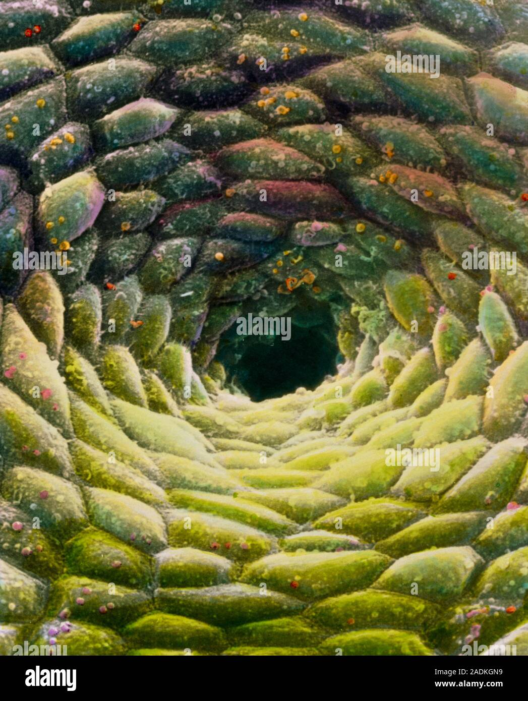 False-colour scanning electron micrograph (SEM) of the mucous membrane ...