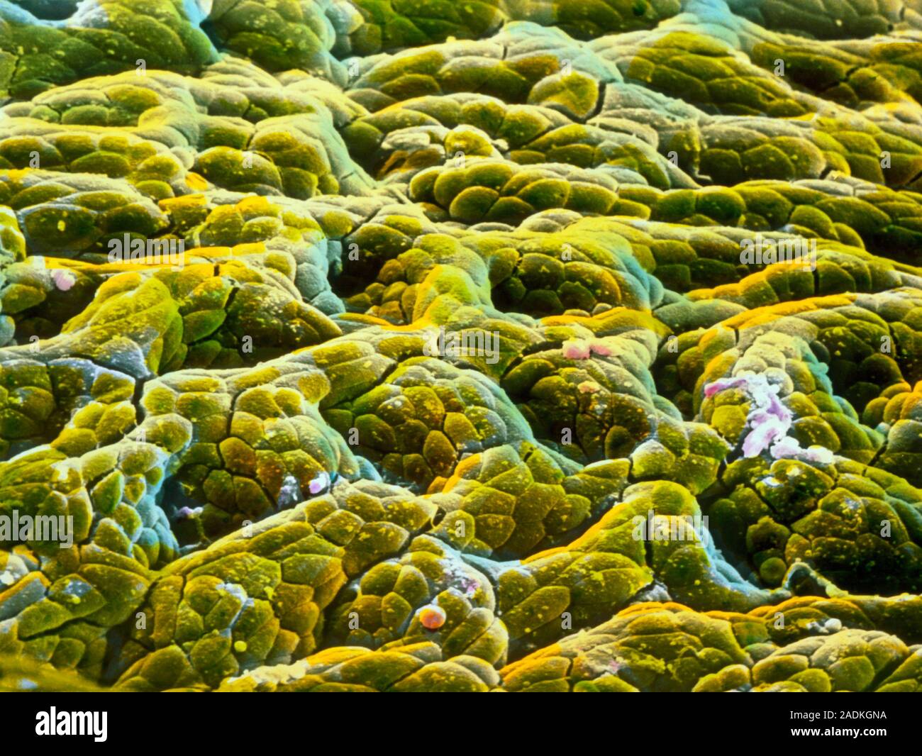 Gastric gland: false-colour scanning electron micrograph (SEM) of the ...