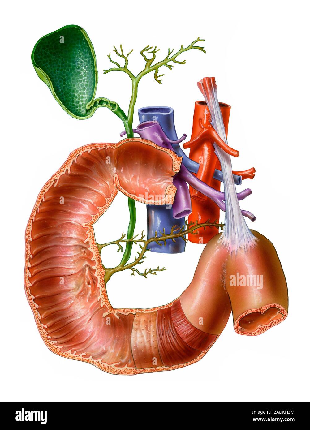 Small intestine, artwork. At centre is the pylorus, the point where the ...