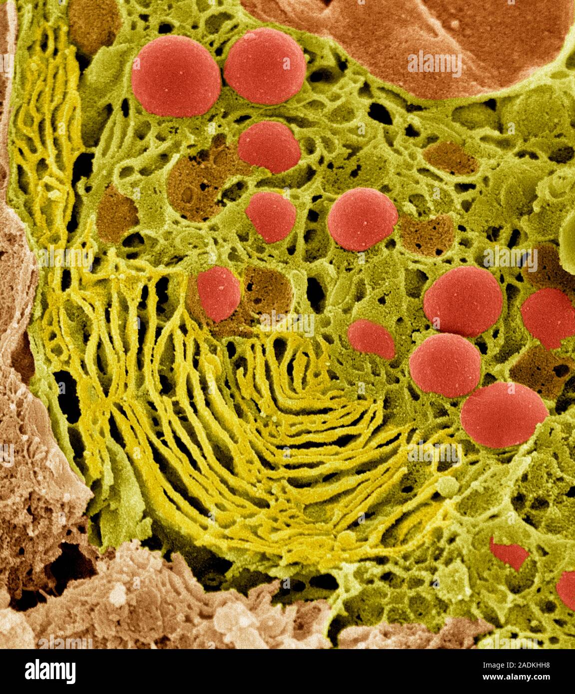 Pancreas cell. Coloured scanning electron micrograph (SEM) of an acinar