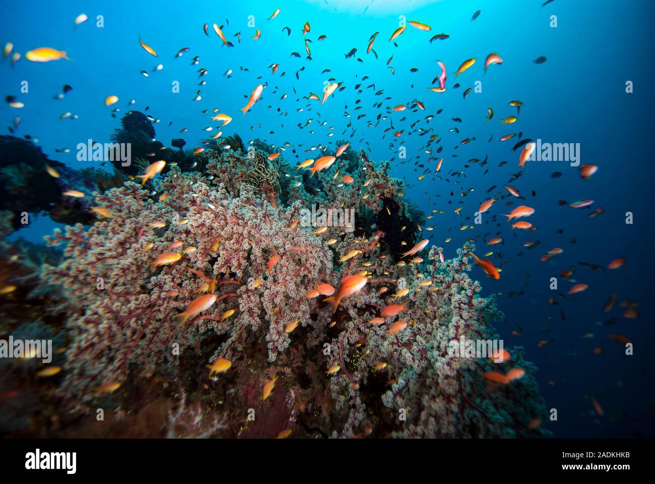 Underwater Tropical Coral Reef Stock Photo