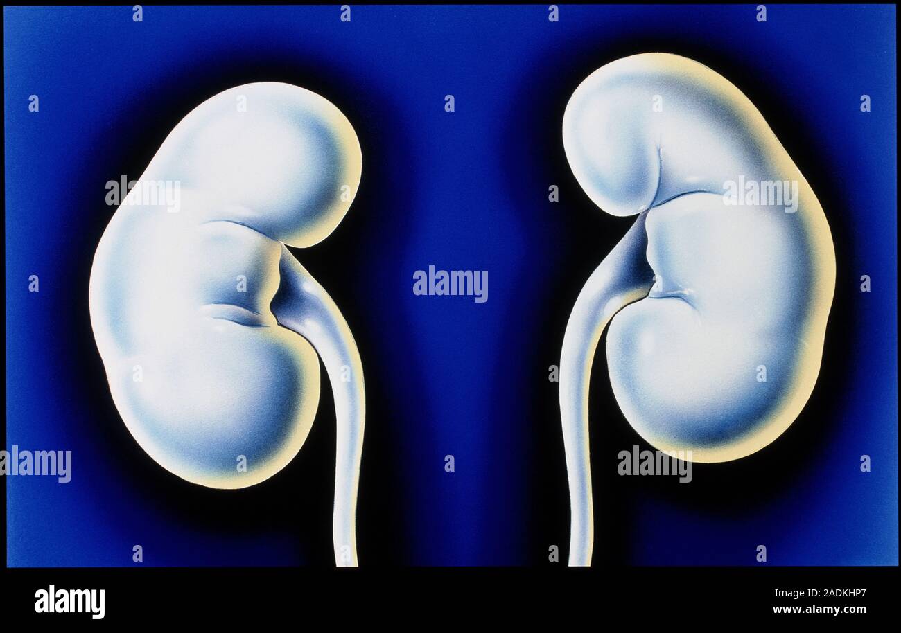 Kidneys. Computer artwork showing normal human kidneys. The two kidneys