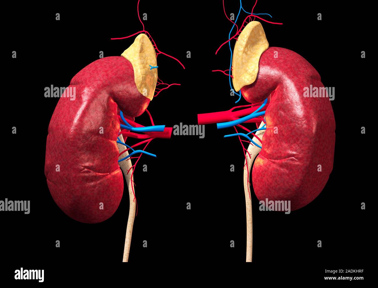 Kidneys Computer Artwork Of The Human Renal System The Kidneys Brown