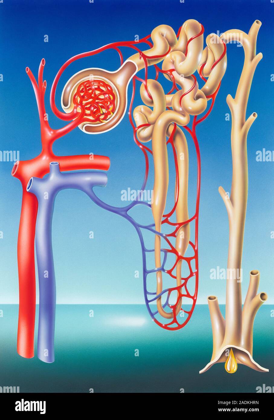 Kidney filtration system. Artwork of blood vessels (veins, blue