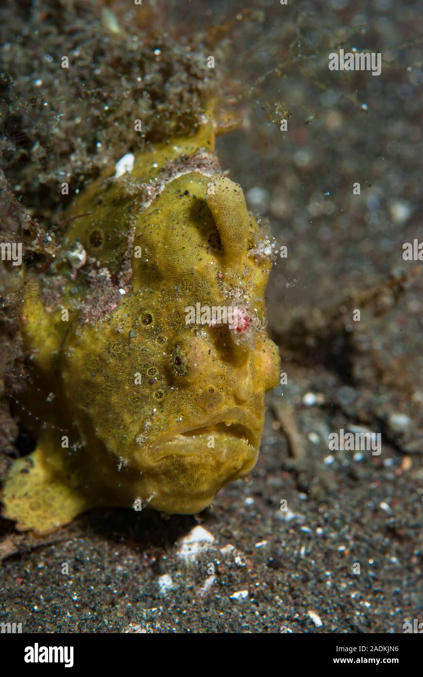 Ocellated Frogfish Antennarius pictus Stock Photo