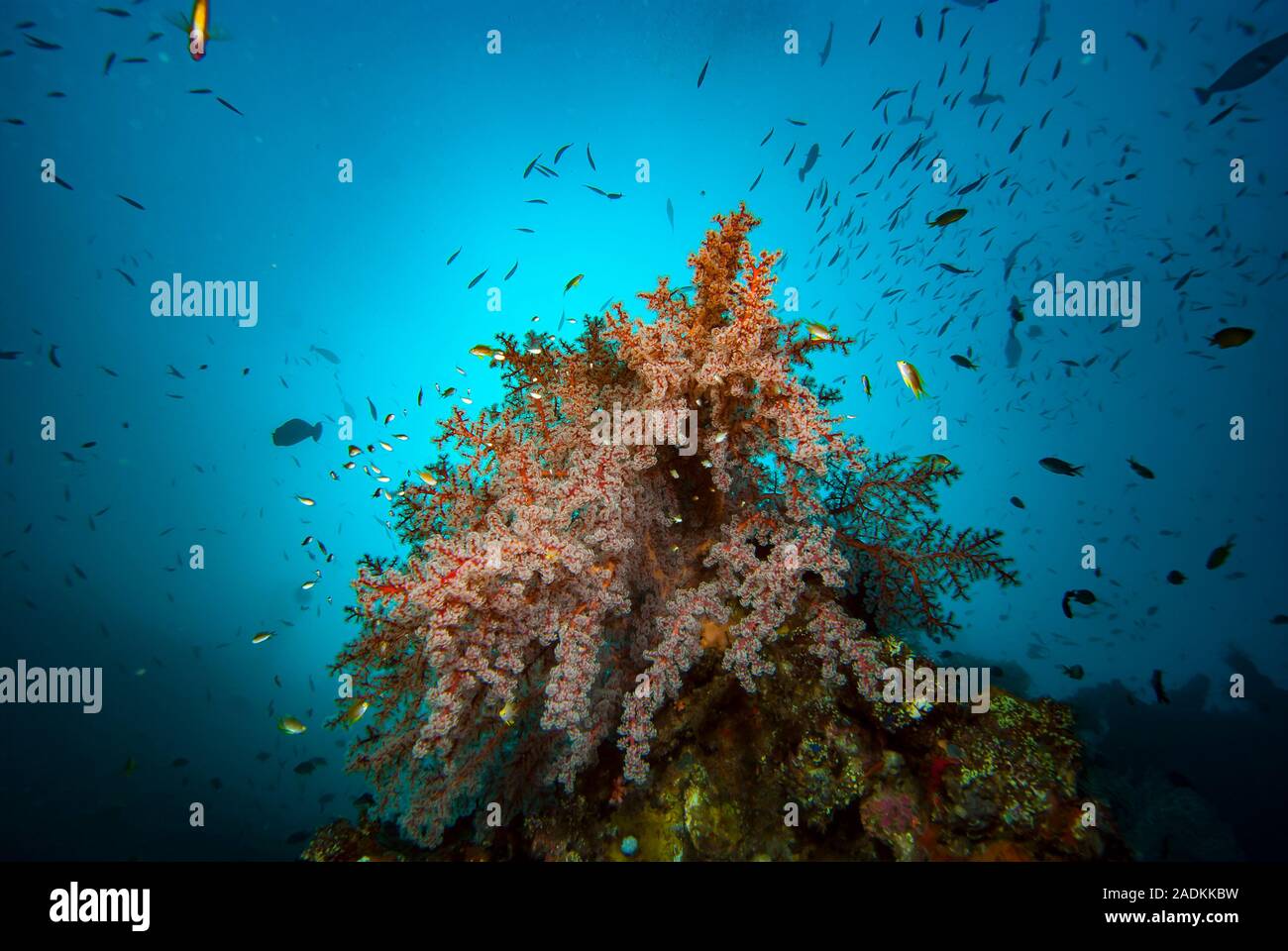 Tropical marine biodiversity in the Indonesian Coral Triangle. Coral Reef Underwater Landscape Stock Photo