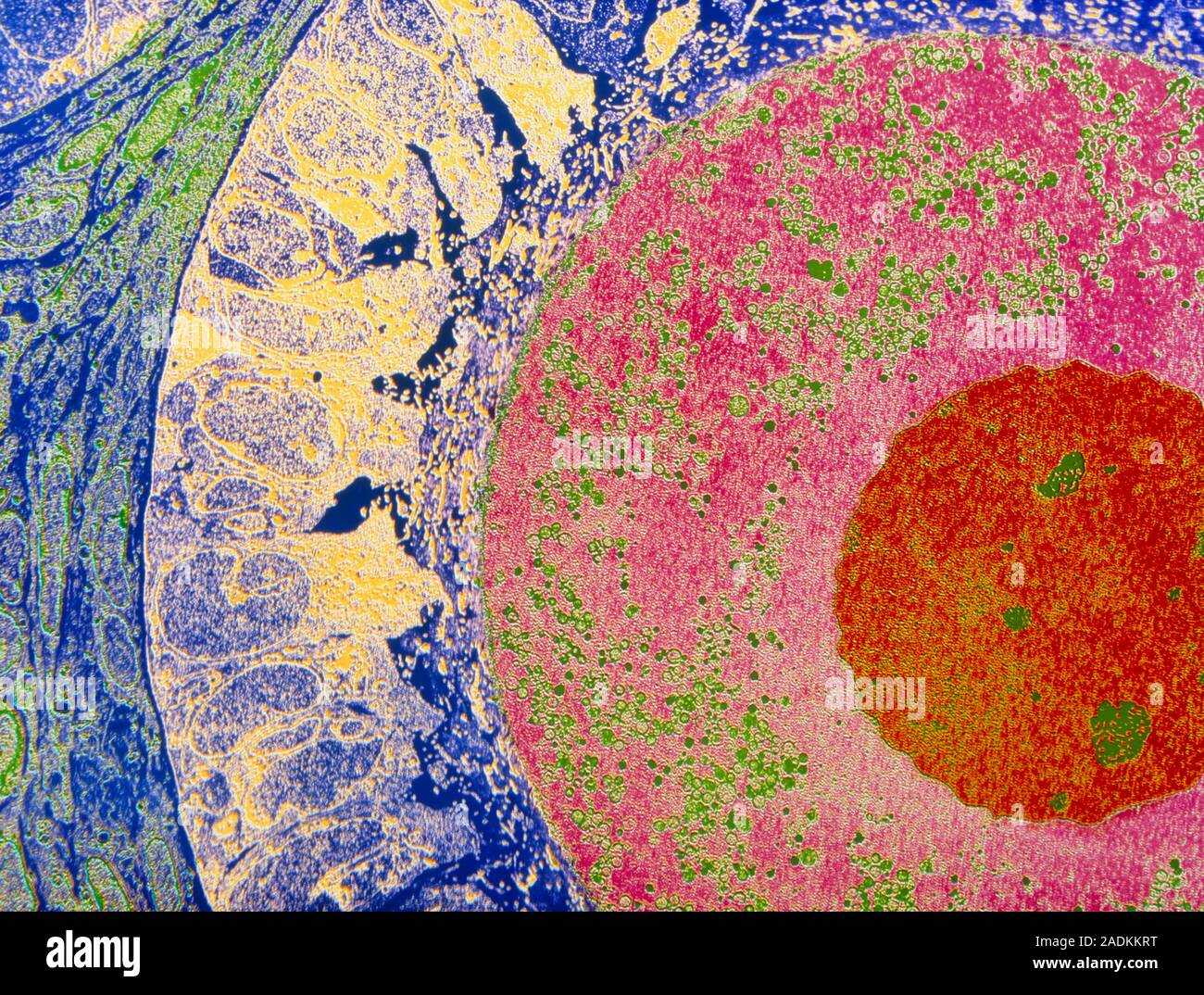 Egg cell. Transmission electron micrograph of an egg cell (red and pink