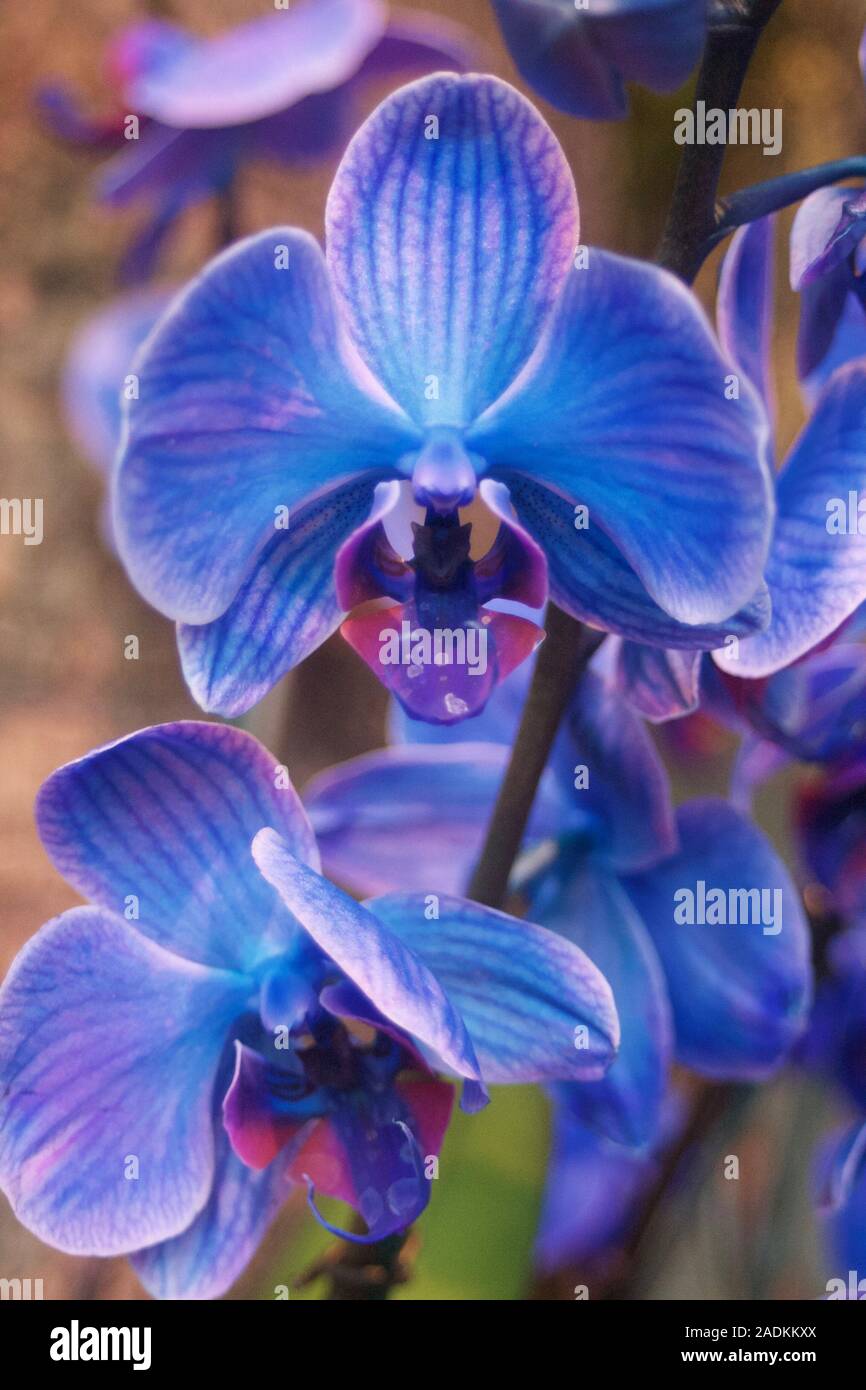 Blue orchid hires stock photography and images Alamy