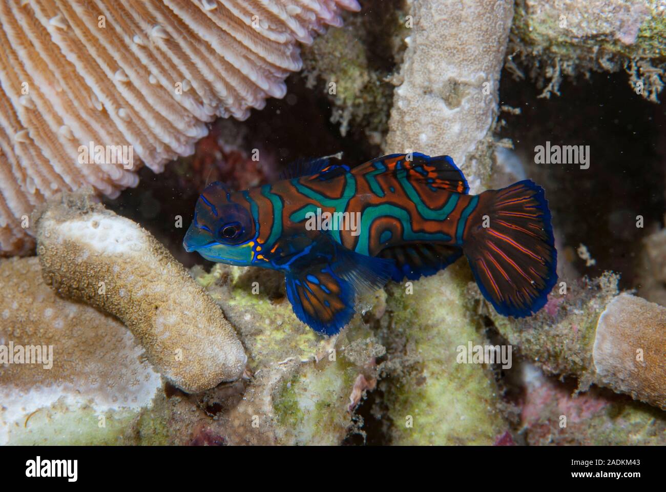 Mandarinfish Synchiropus splendidus Stock Photo