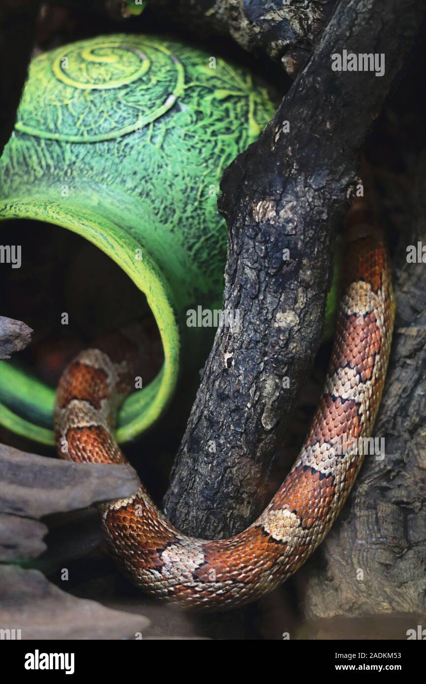 Milk snake (Lampropeltis triangulum ) hiding in an empty clay jug Stock Photo