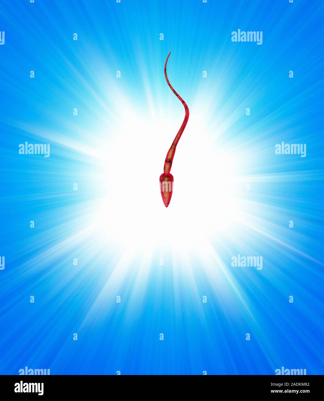 Fertilisation, conceptual computer artwork. Sperm cell depicted against