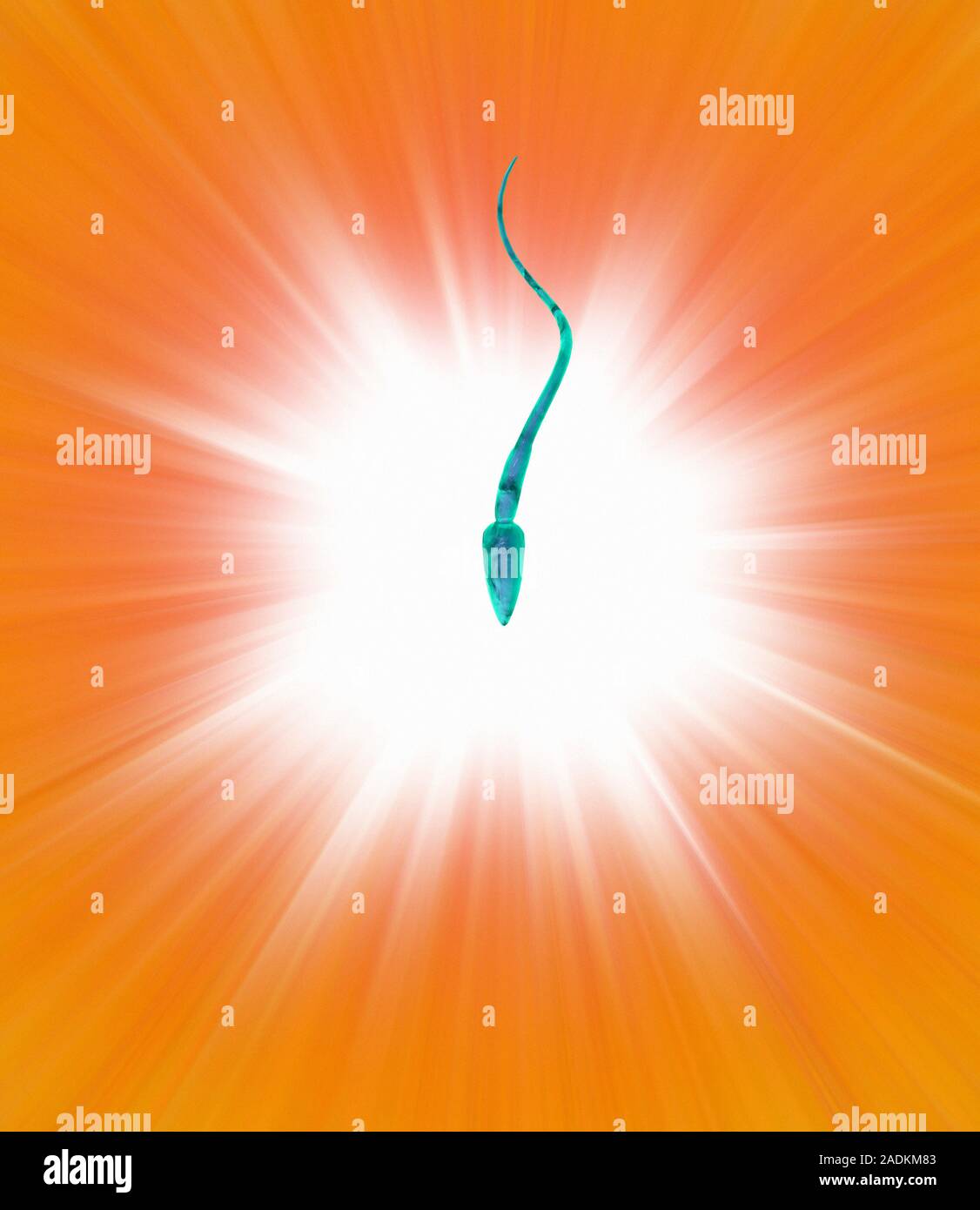 Fertilisation, conceptual computer artwork. Sperm cell depicted against
