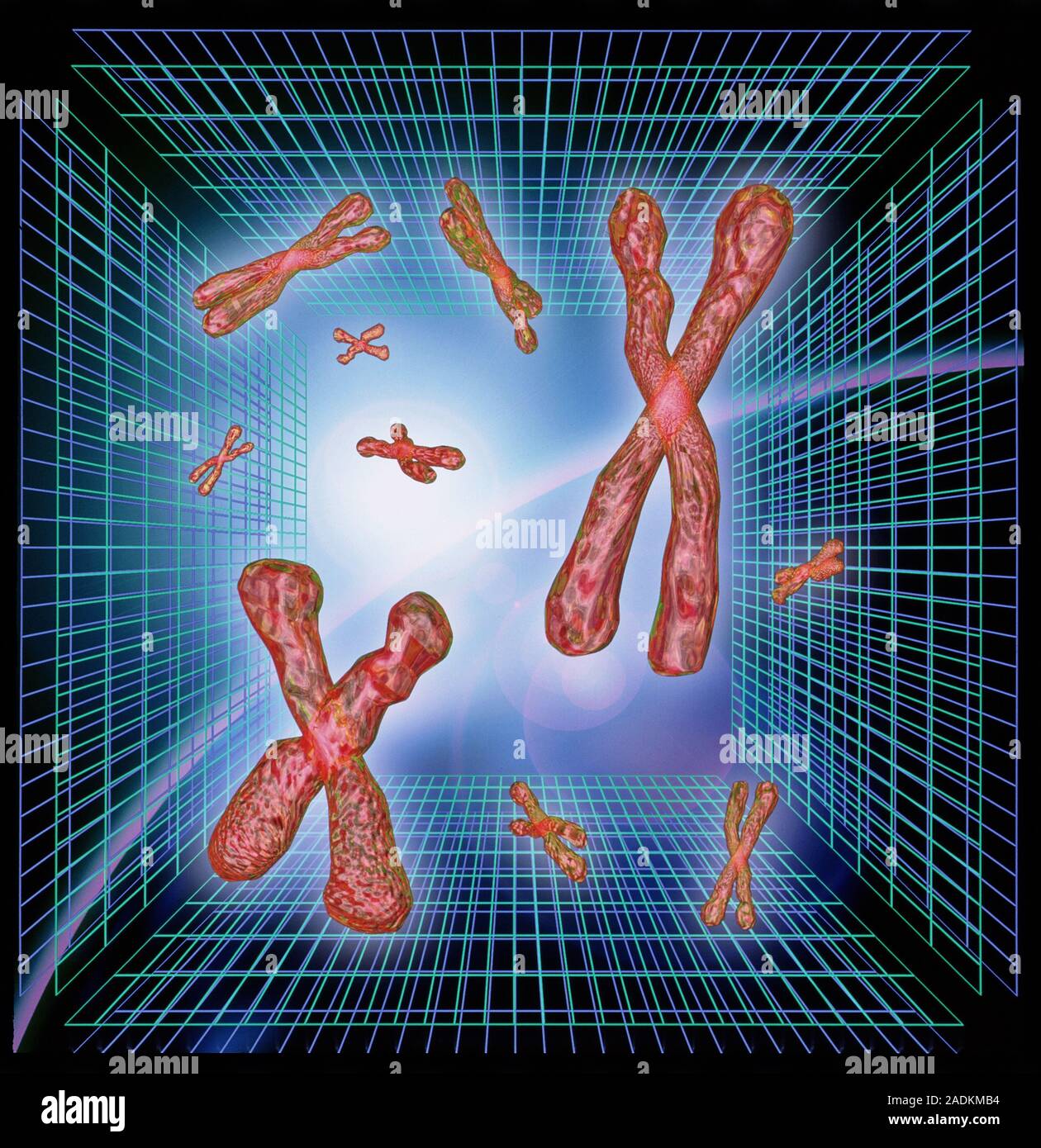 Chromosomes. Computer artwork of chromosomes with a grid pattern in the ...