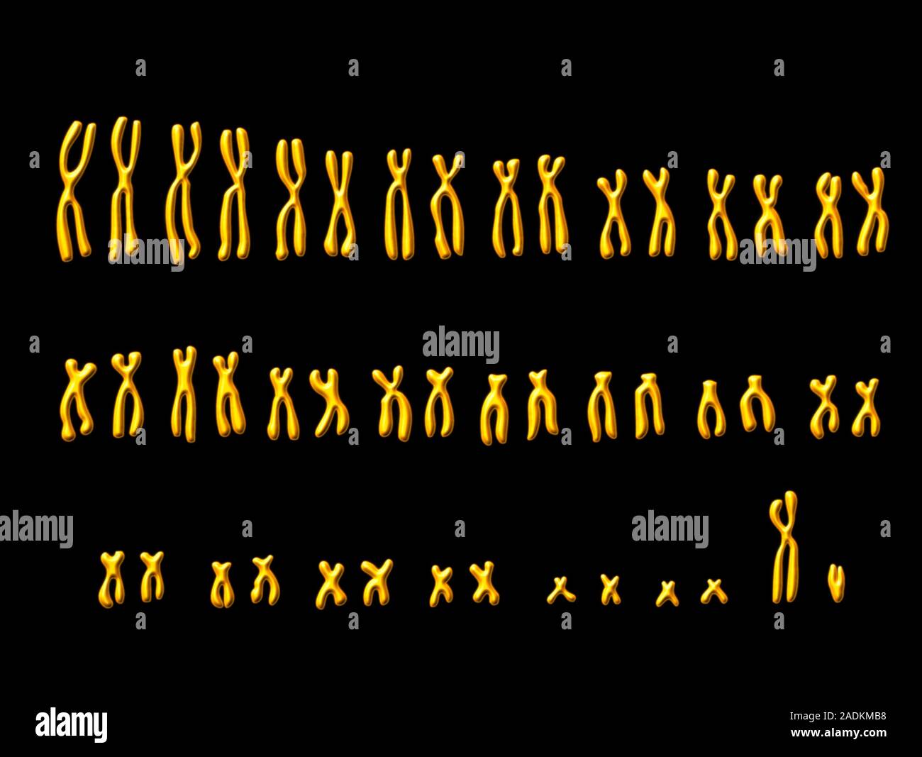 Male chromosomes. Computer illustration of the complete set (karyotype