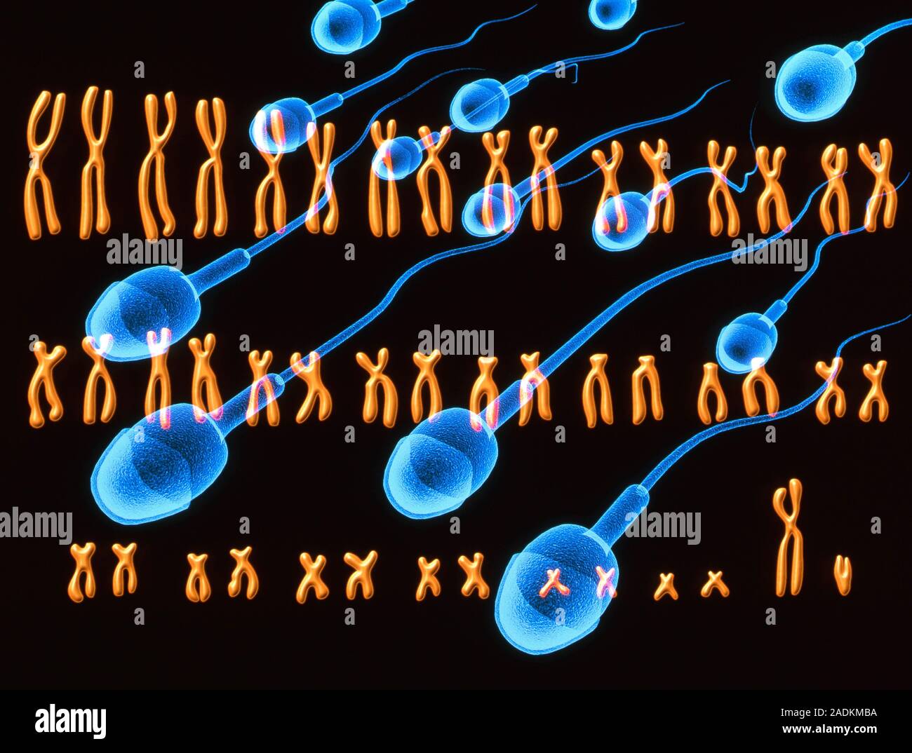Male chromosomes. Computer illustration of the complete set (karyotype
