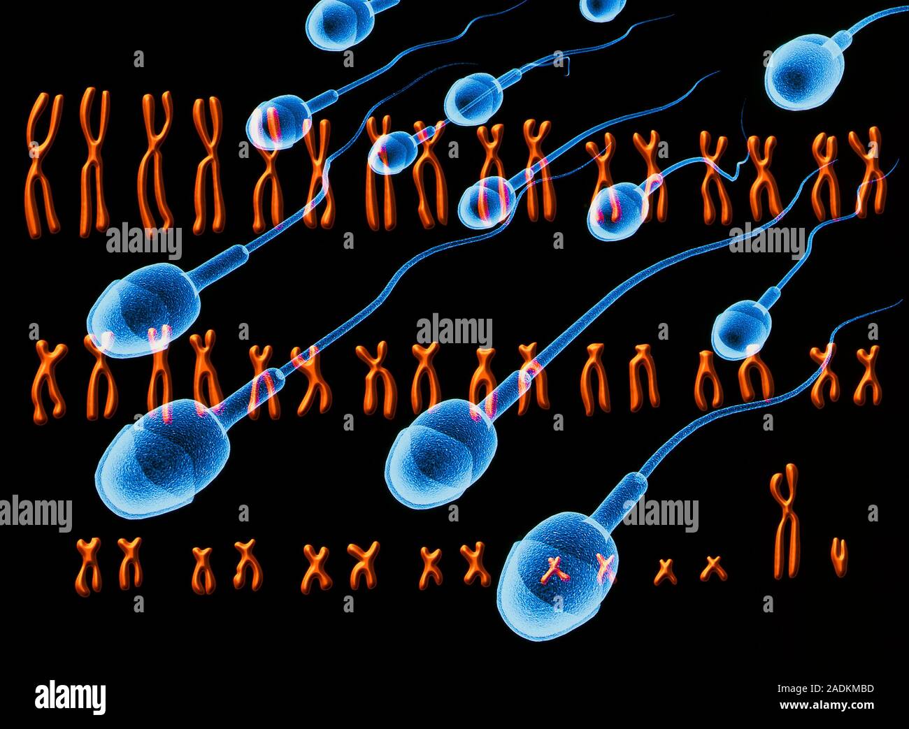Male chromosomes. Computer illustration of the complete set (karyotype