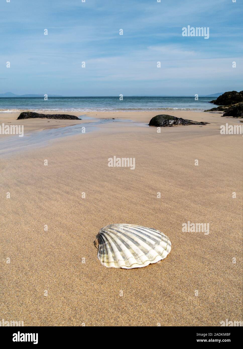Isolated scallop shell on the sands of Balnahard beach, Isle of Colonsay in the Inner Hebrides, Scotland Stock Photo