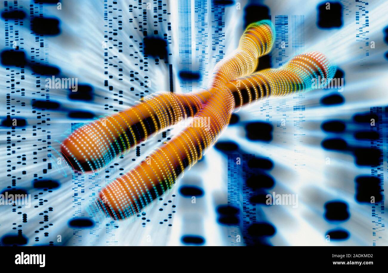 Chromosome. Computer artwork of a chromosome and a DNA autoradiogram ...