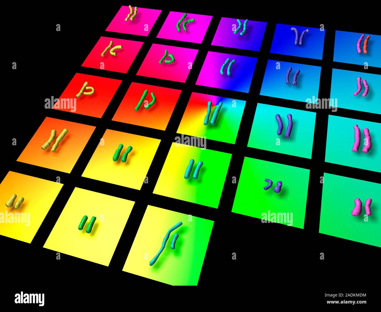 Male human chromosome set. Computer artwork of the complete set