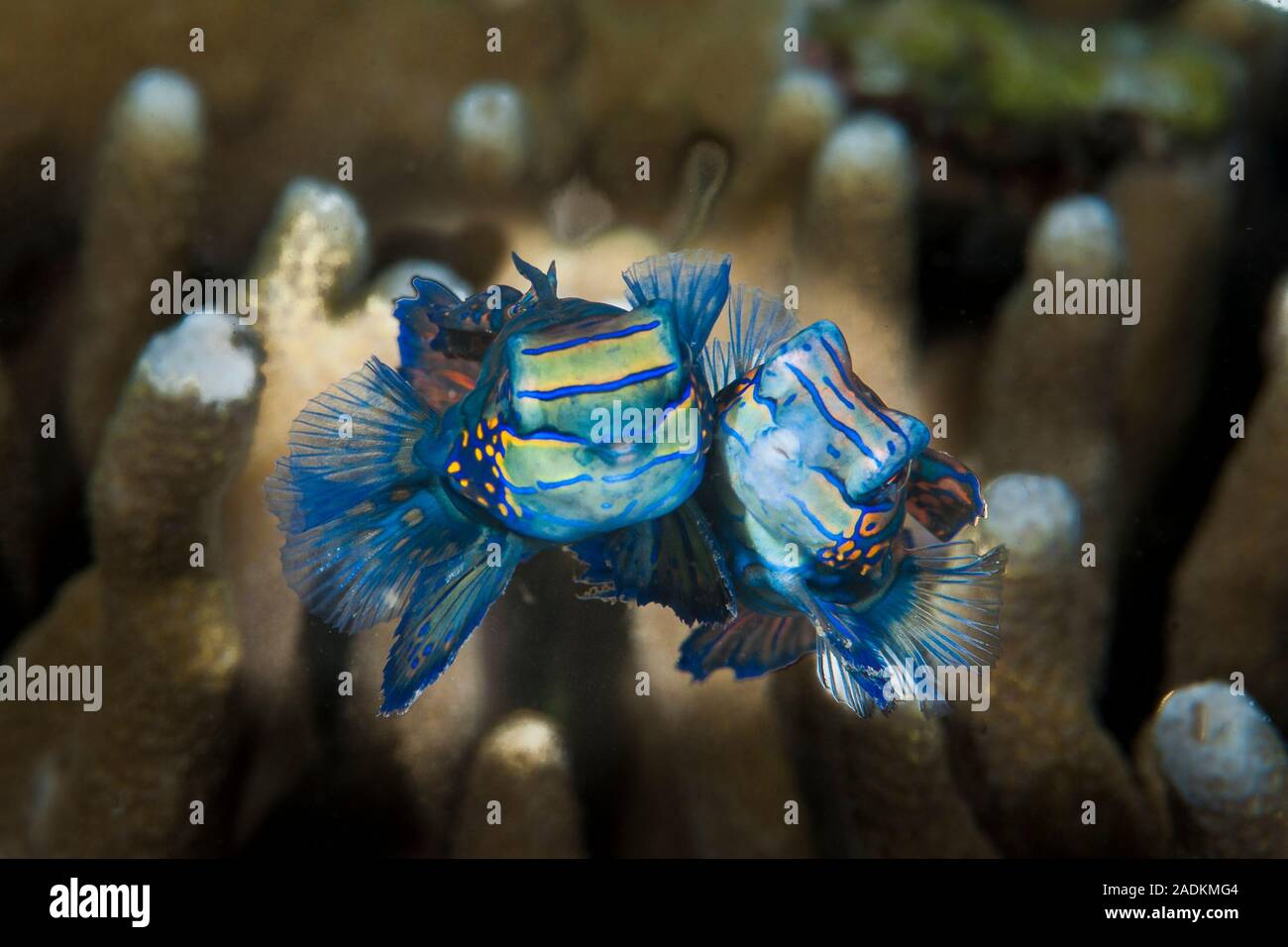 Mandarinfish usually remains hidden inside the coral during the day. Mating 'dances' start at sunset. Stock Photo