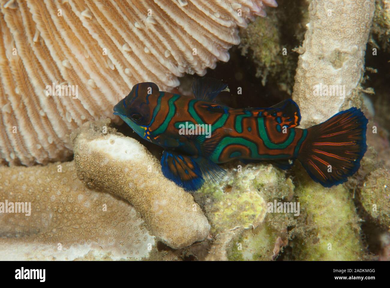 Mandarinfish Synchiropus splendidus Stock Photo