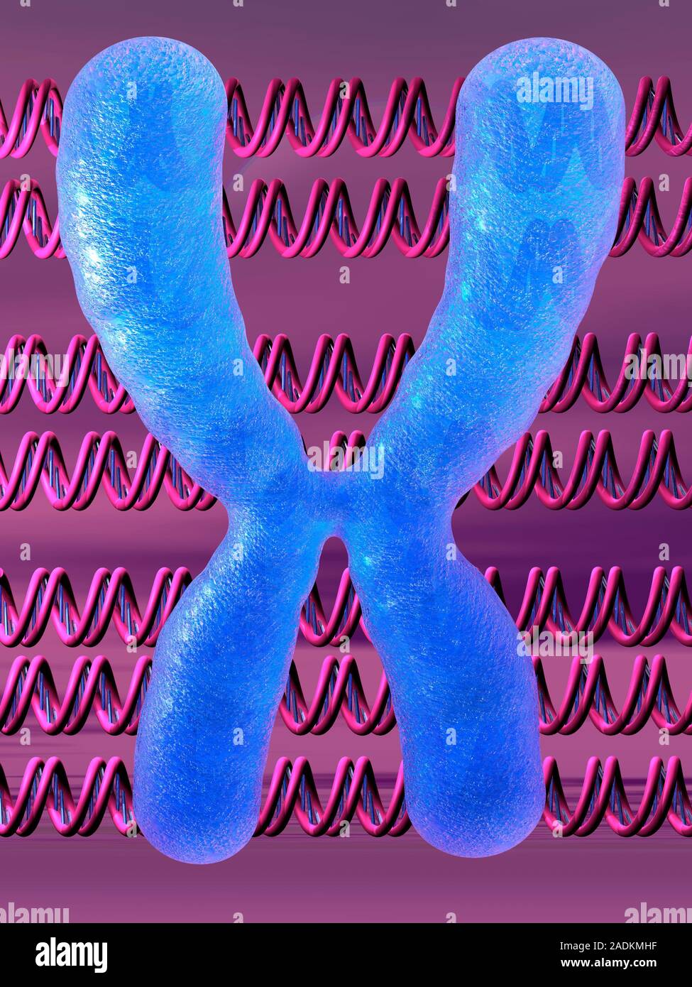 Chromosome and DNA molecules. Computer artwork of a condensed ...