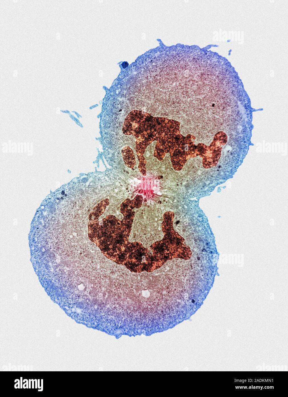 Cell division. Coloured transmission electron micrograph of cytokinesis