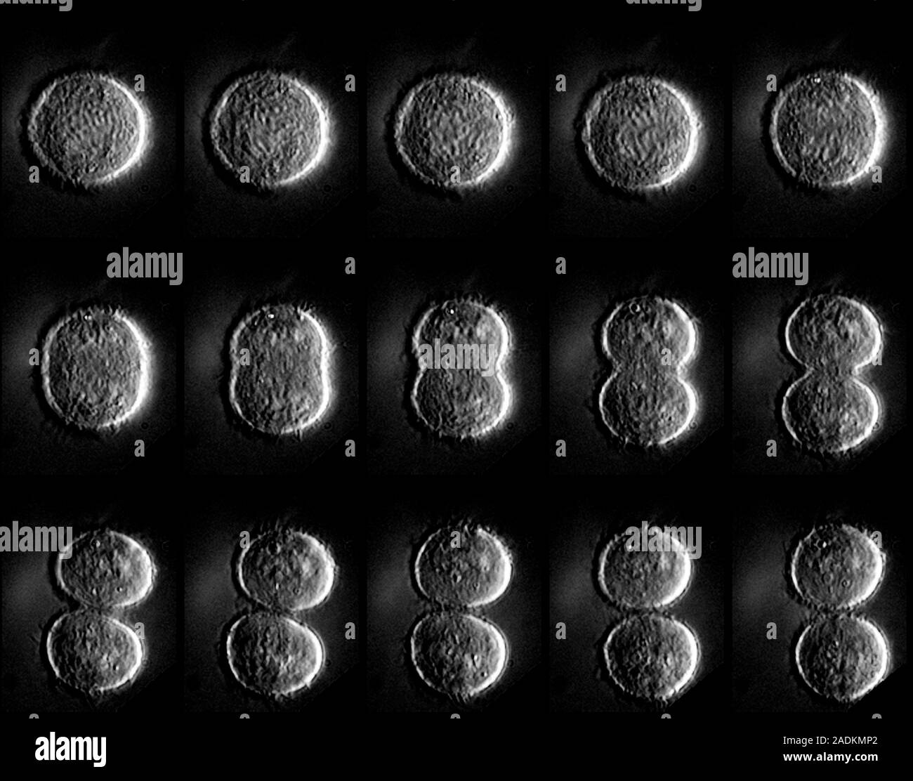 絵画 cell division File:Cell division according to A. Schneider (1873).png