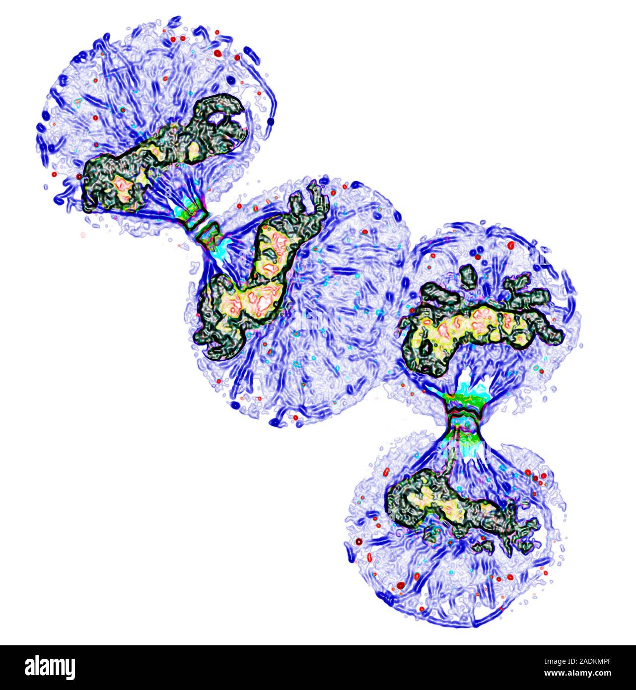 Cell Division Cytokinesis