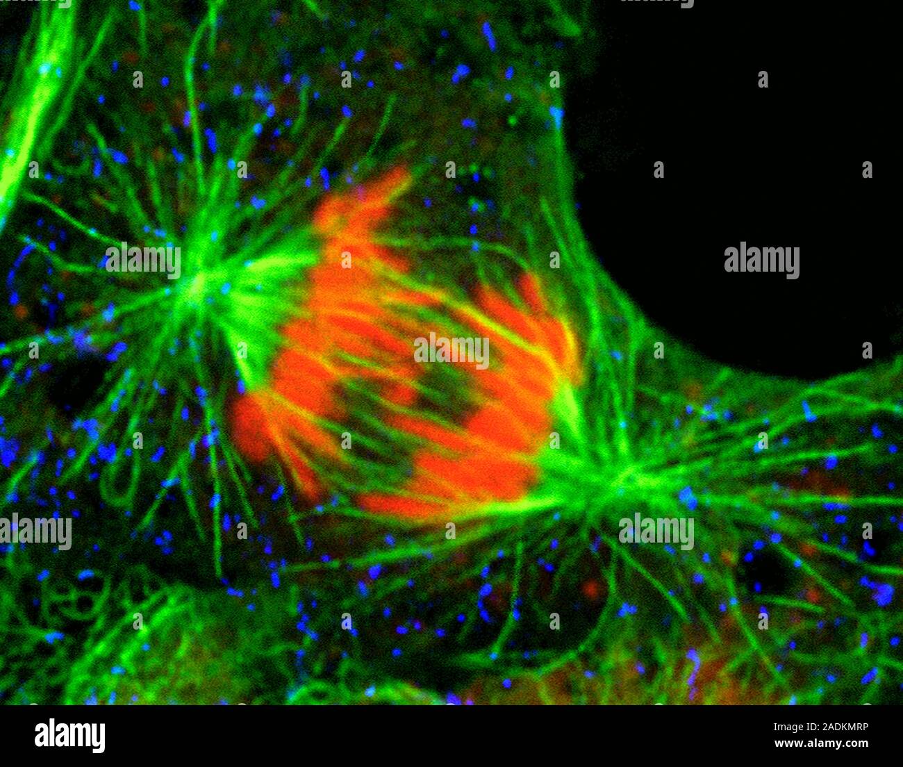 Mitosis Fluorescent light micrograph of a cell during the anaphase Biology Diagrams