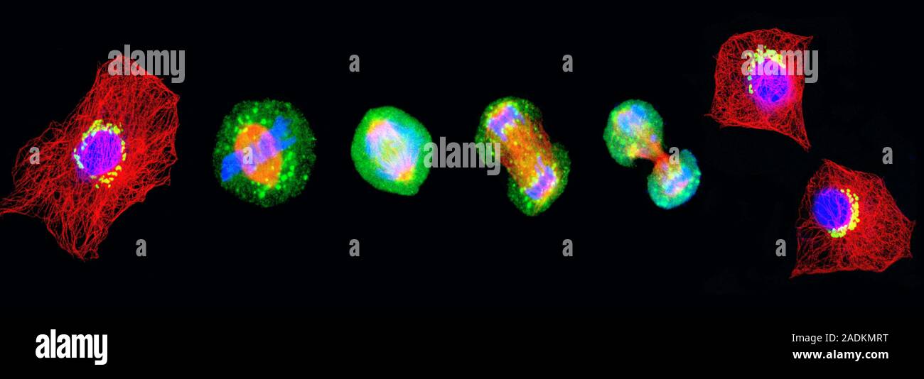 Cell mitosis. Confocal fluorescence light micrograph composite showing ... Biology Diagrams