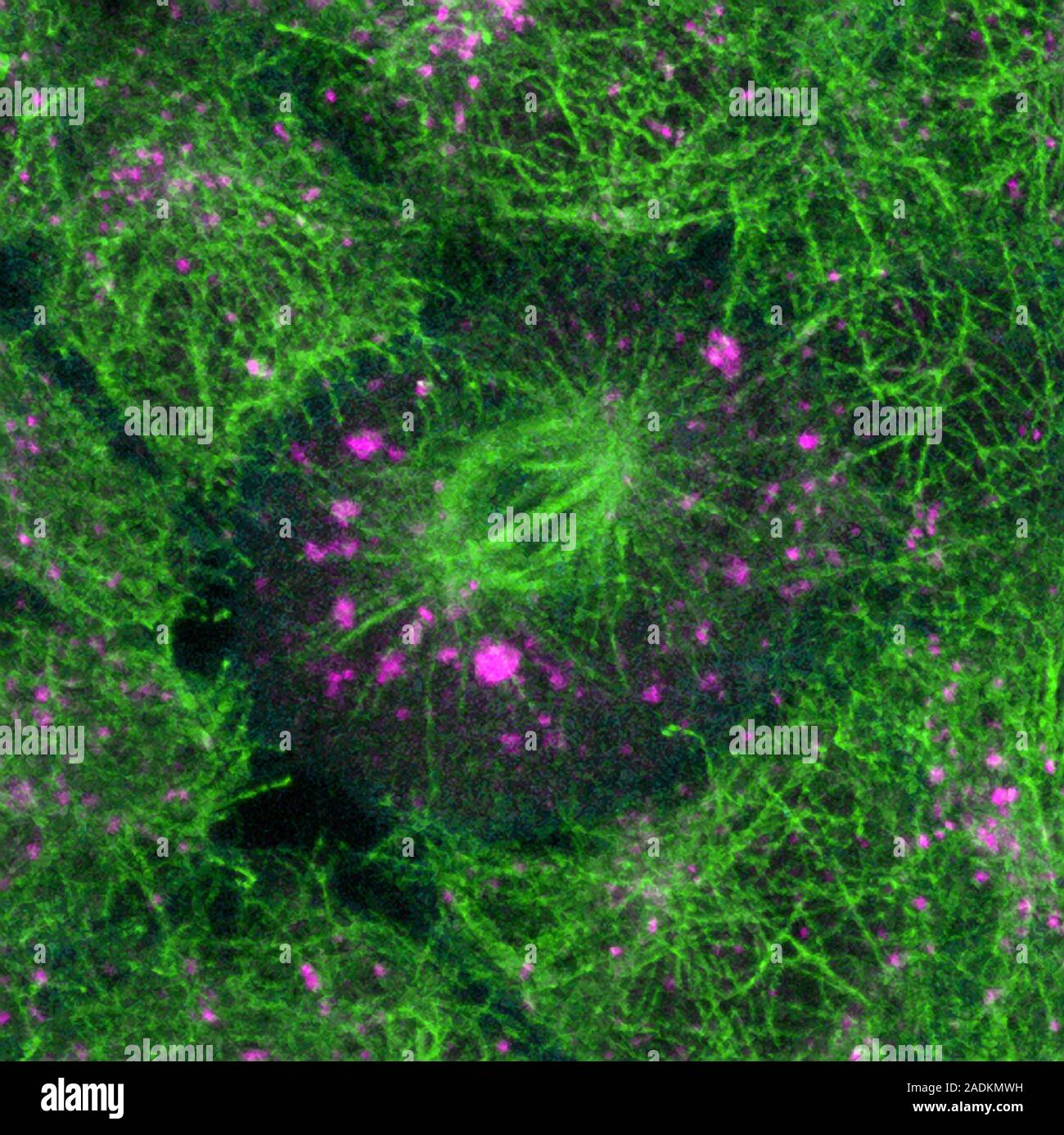 Cell division. Confocal light micrograph of a dividing cell. The