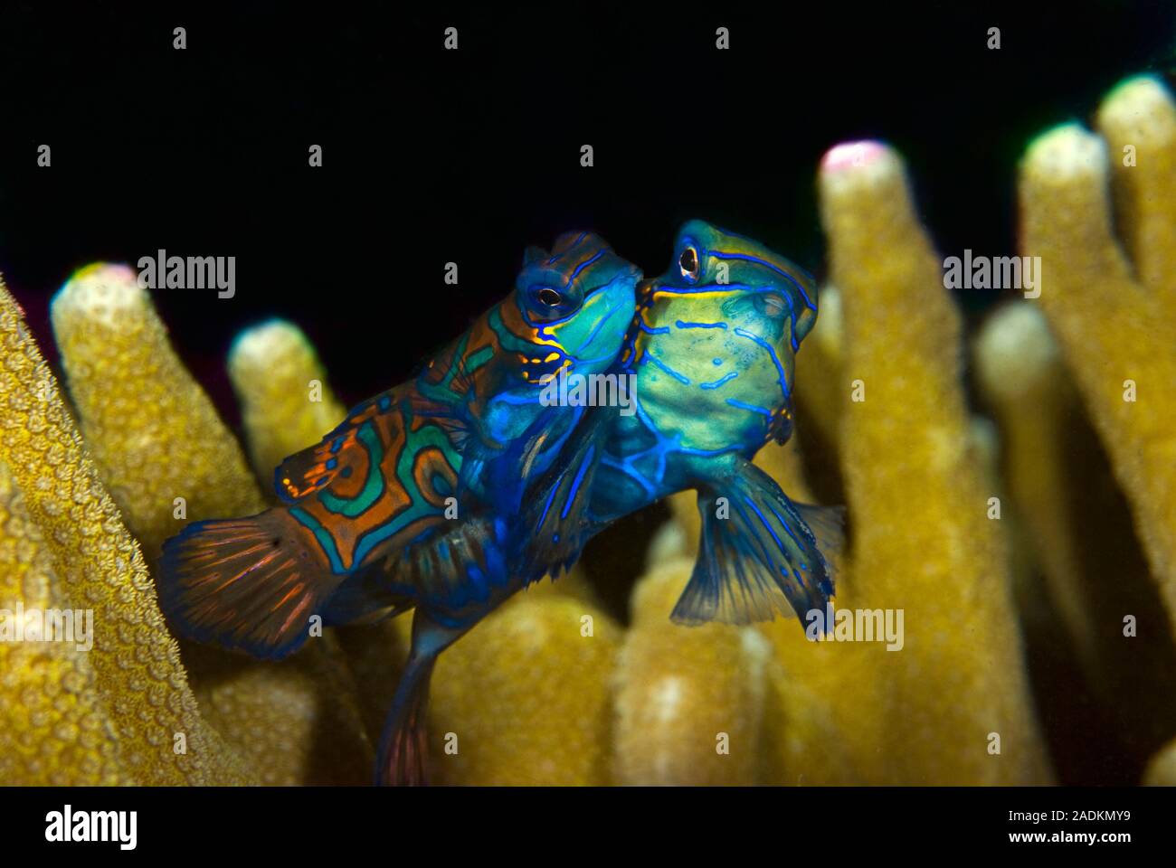Mandarinfish usually remains hidden inside the coral during the day. Mating 'dances' start at sunset. Stock Photo