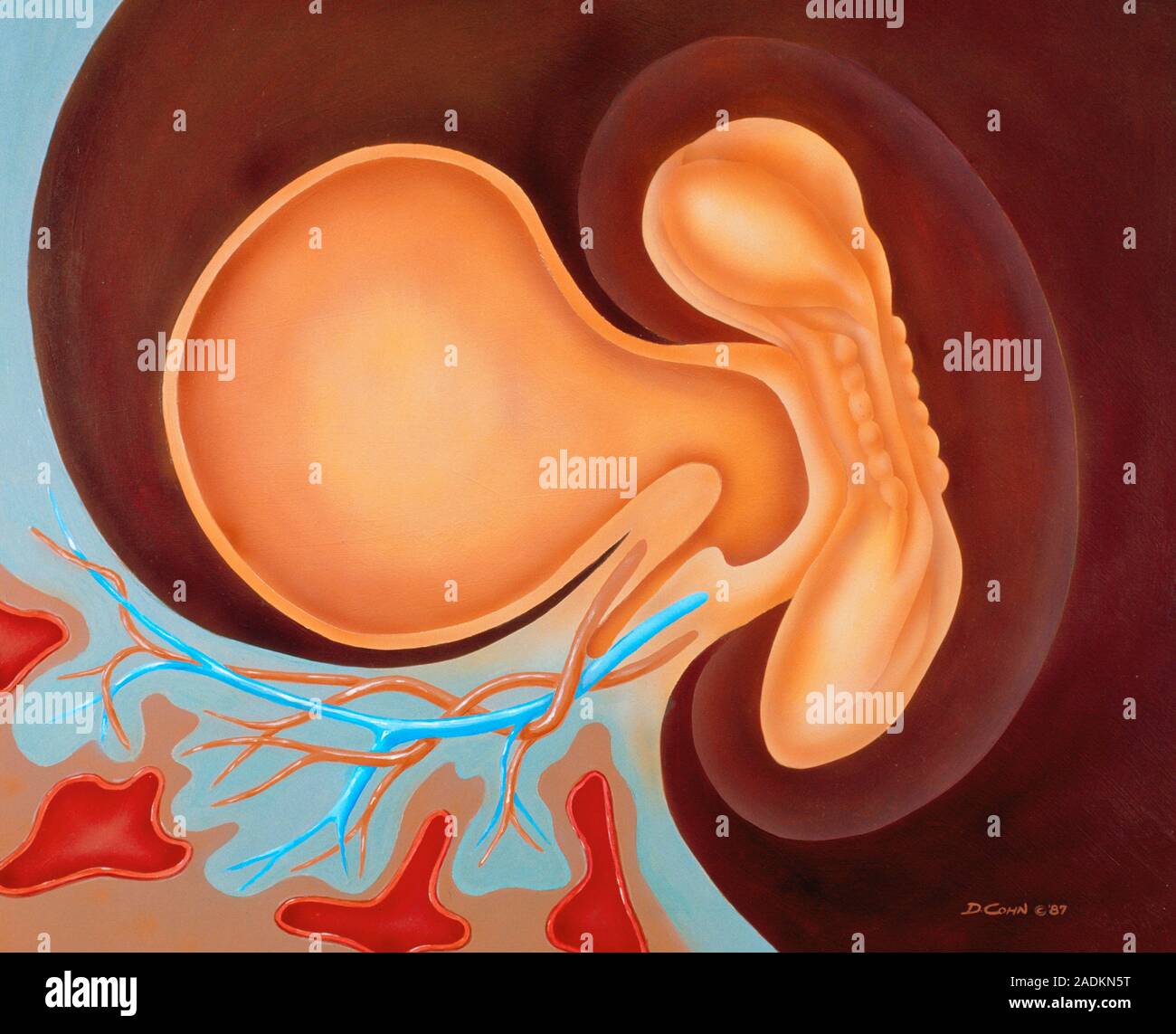 Human embryo. Illustration of a human embryo aged 3 weeks (21-22 days ...