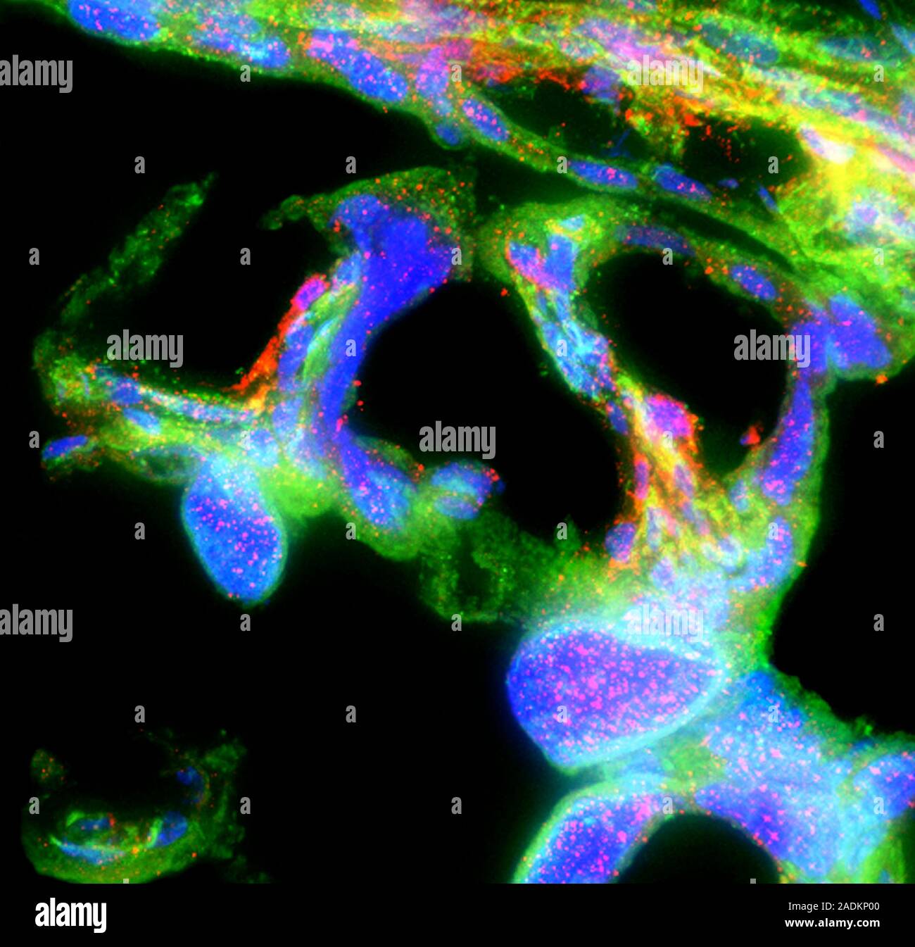 Formation of placenta, fluorescence deconvolution micrograph ...