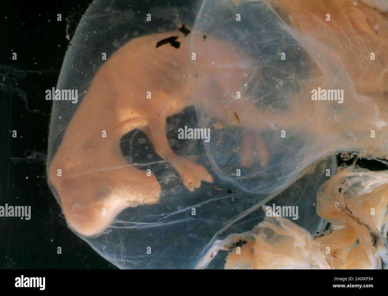 Cow embryo (Bos taurus) after six weeks of development. The embryo calf ...